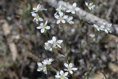 Sabulina californica