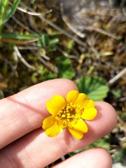 Geum montanum