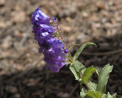 Penstemon glaber alpinus