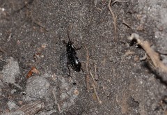 Limodromus assimilis