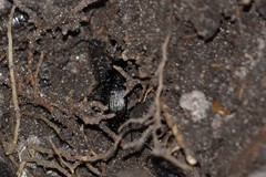 Limodromus assimilis