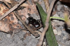 Limodromus assimilis