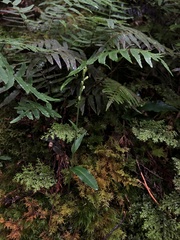 Platanthera brevicalcarata