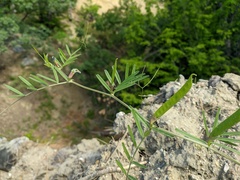 Vicia peregrina