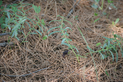 Aristolochia maurorum