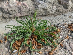 Takhtajaniantha crispa