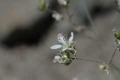 Sabulina californica