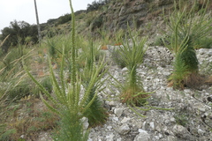 Reseda suffruticosa