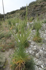 Reseda suffruticosa
