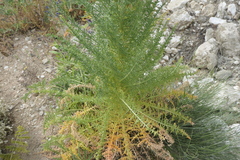 Reseda suffruticosa