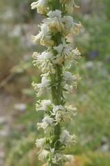 Reseda suffruticosa