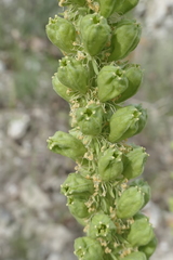 Reseda suffruticosa
