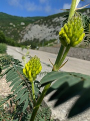 Astragalus ponticus