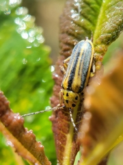 Trirhabda diducta