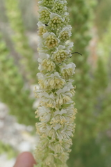 Reseda suffruticosa