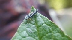 Graphocephala flavovittata