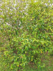 Prunus lusitanica azorica