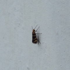 Micropterix ibericella