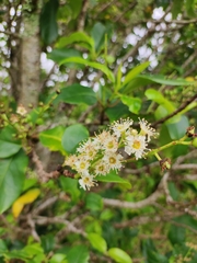 Prunus lusitanica azorica