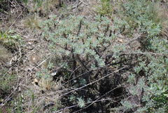 Astragalus microcephalus