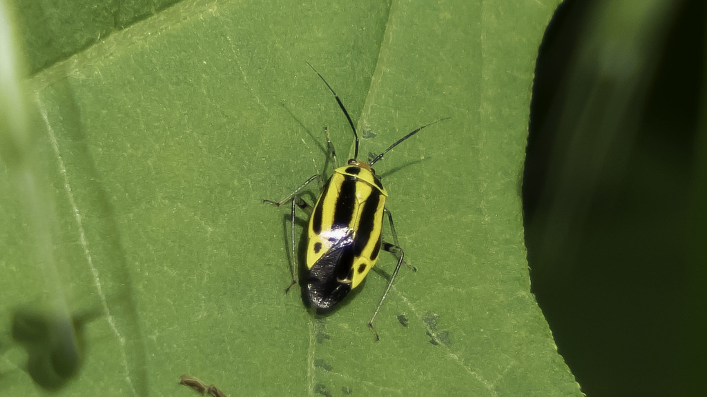Four-lined plant bug (Poecilocapsus lineatus)