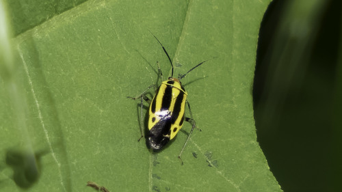 Four-lined Plant Bug photo 5