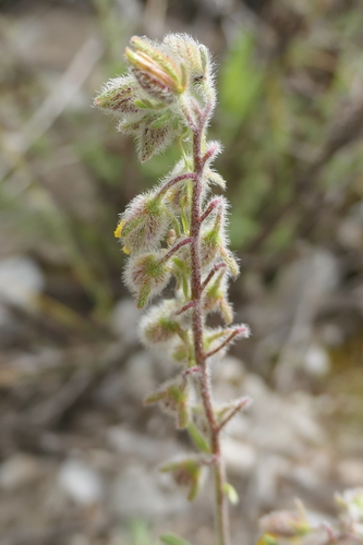 Image of Helianthemum hirtum by (c) Rafael Medina, some rights reserved (CC BY)