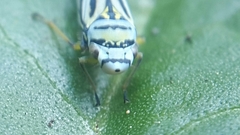 Graphocephala flavovittata