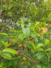 Prunus lusitanica azorica