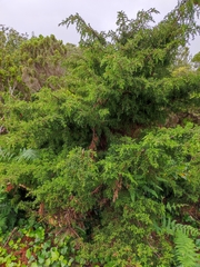 Juniperus brevifolia
