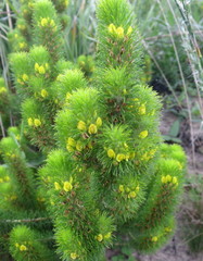 Aspalathus alopecurus