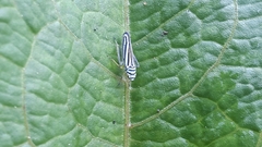 Graphocephala flavovittata