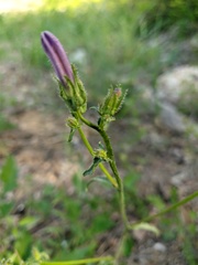 Campanula sibirica