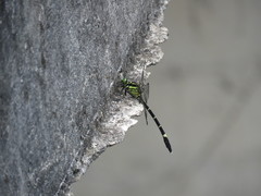 Leptogomphus sauteri formosanus
