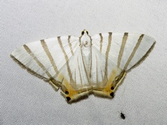 Opisthoxia metargyria