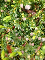 Juniperus brevifolia