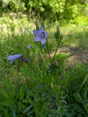 Campanula sibirica