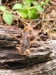 Centruroides vittatus