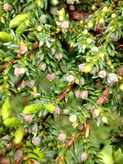 Juniperus brevifolia