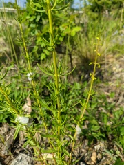 Stachys angustifolia