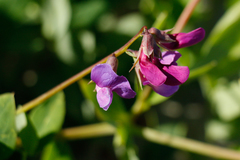Lathyrus japonicus