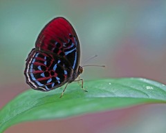 Paralaxita damajanti