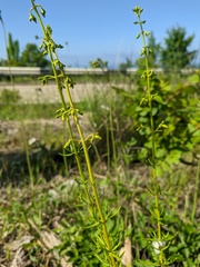 Stachys angustifolia