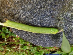 Eupanacra elegantulus