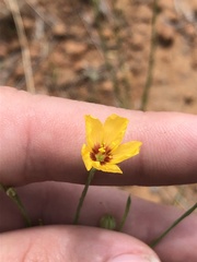 Linum hudsonioides