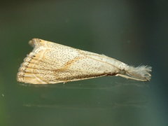 Haimbachia placidellus