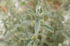 Mercurialis tomentosa