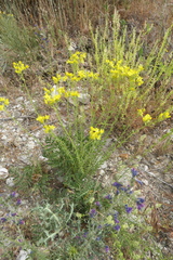 Haplophyllum linifolium