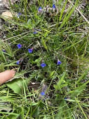 Glandora diffusa