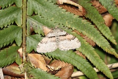 Xanthorhoe labradorensis